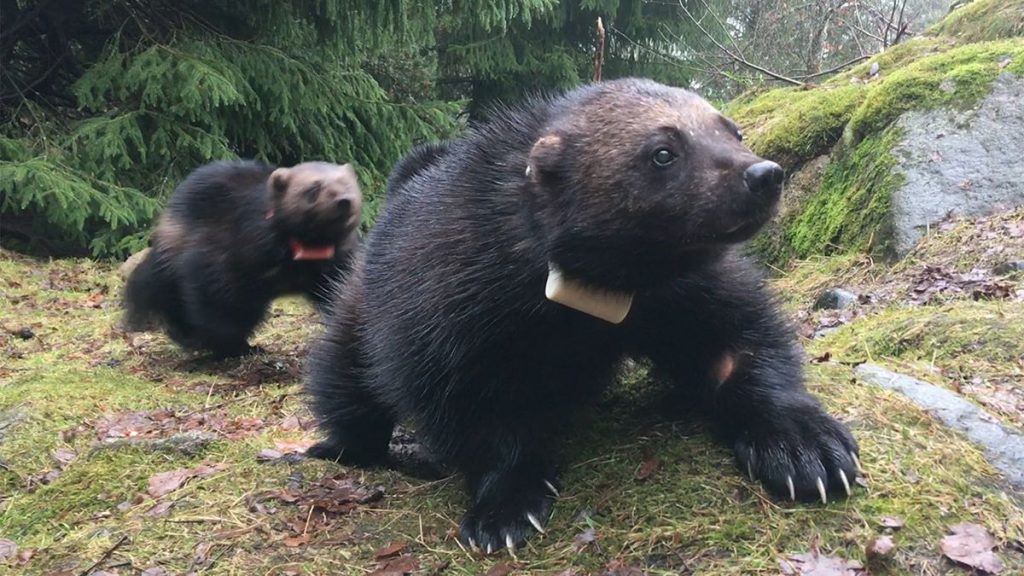 The same technology in your Nintendo Wii will track wild and cunning wolverines