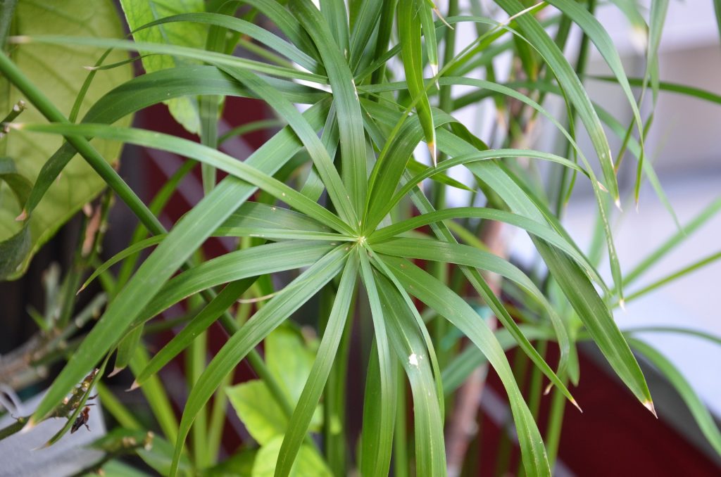 A practically indestructible houseplant, always green and it does not require attention