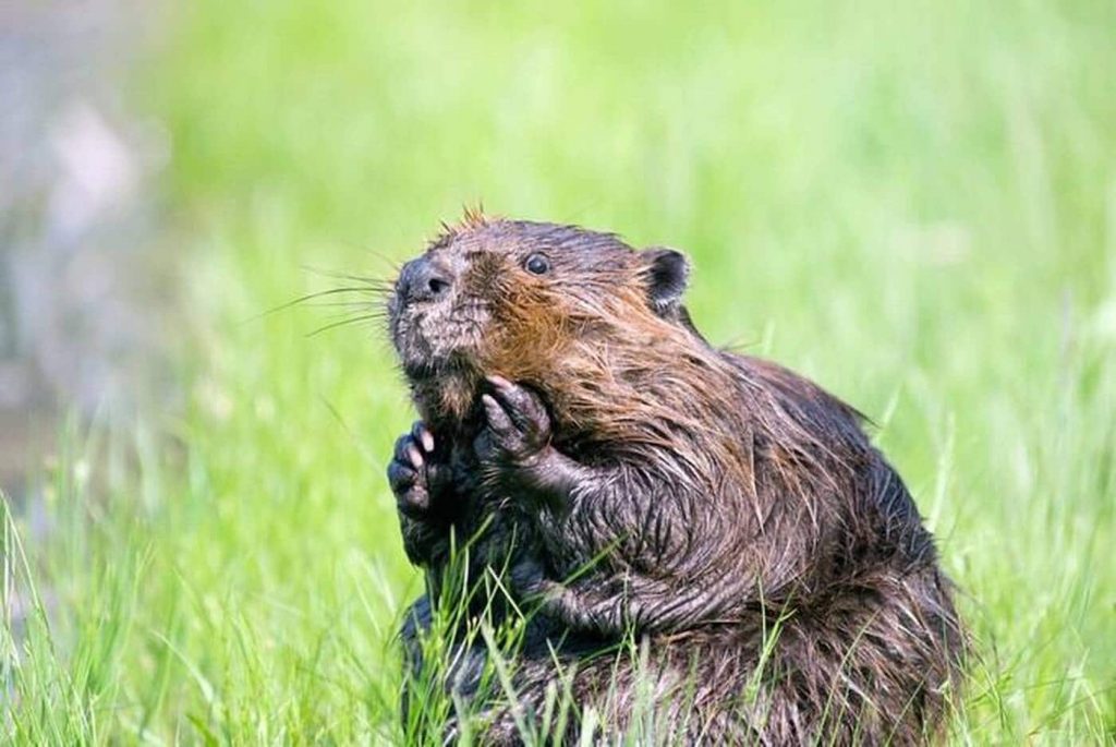 Beavers robs the whole village of the Internet - Oyster-France evening edition