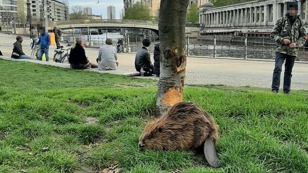 Beavers in Berlin: Police catch rodents that cut down trees illegally - Berlin