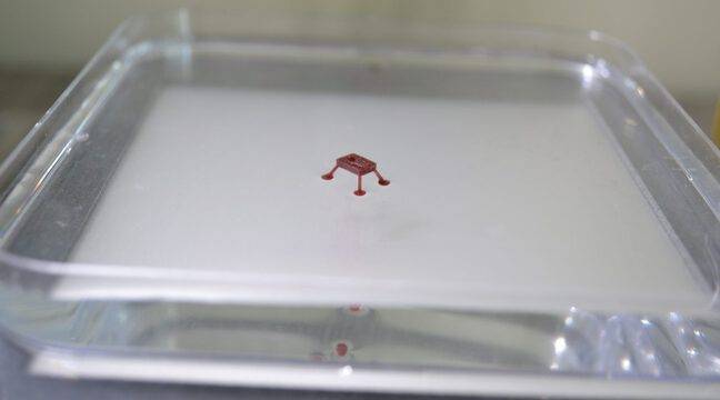 Researchers are developing a mini robot that can walk on water