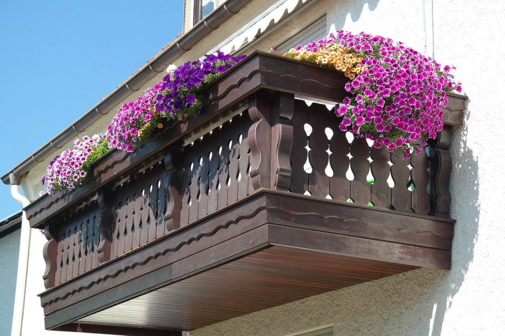 These fragrant plants bloom without effort and are enough for the reception balconies