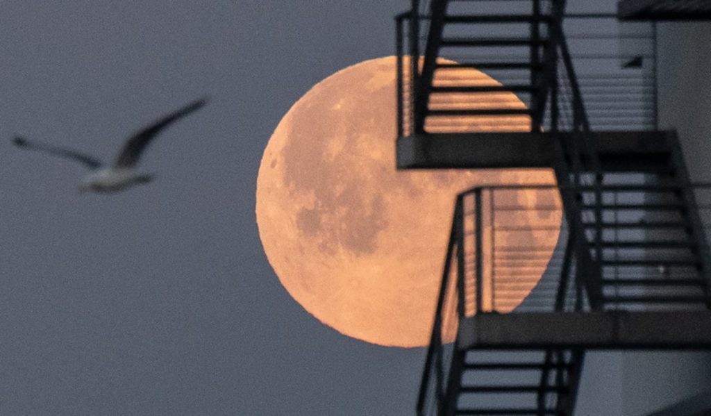 This is the night of the pink Superluna, here's how and when to see it in Italy