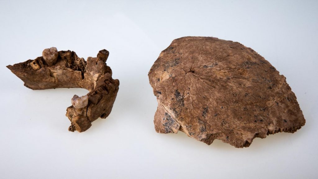 The discovery in Israel of new species of prehistoric man challenges the theory by Neanderthals