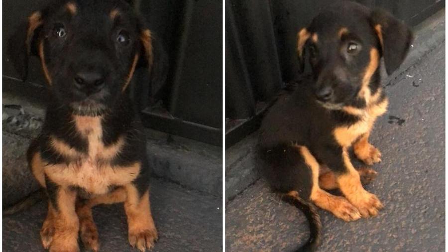 He unleashes two puppies on the street and they start chasing him