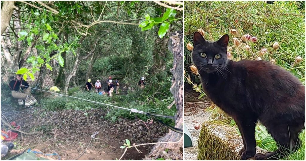 The hero cat rescues the 83-year-old mistress who fell into the abyss: so Bran headed to the rescue