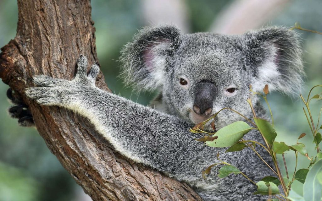 L’appendice est une structure anatomique que l’on retrouve chez de nombreuses espèces pourtant très différentes, de l’Orang-outan au koala, en passant par le castor et bien sûr, l’humain.