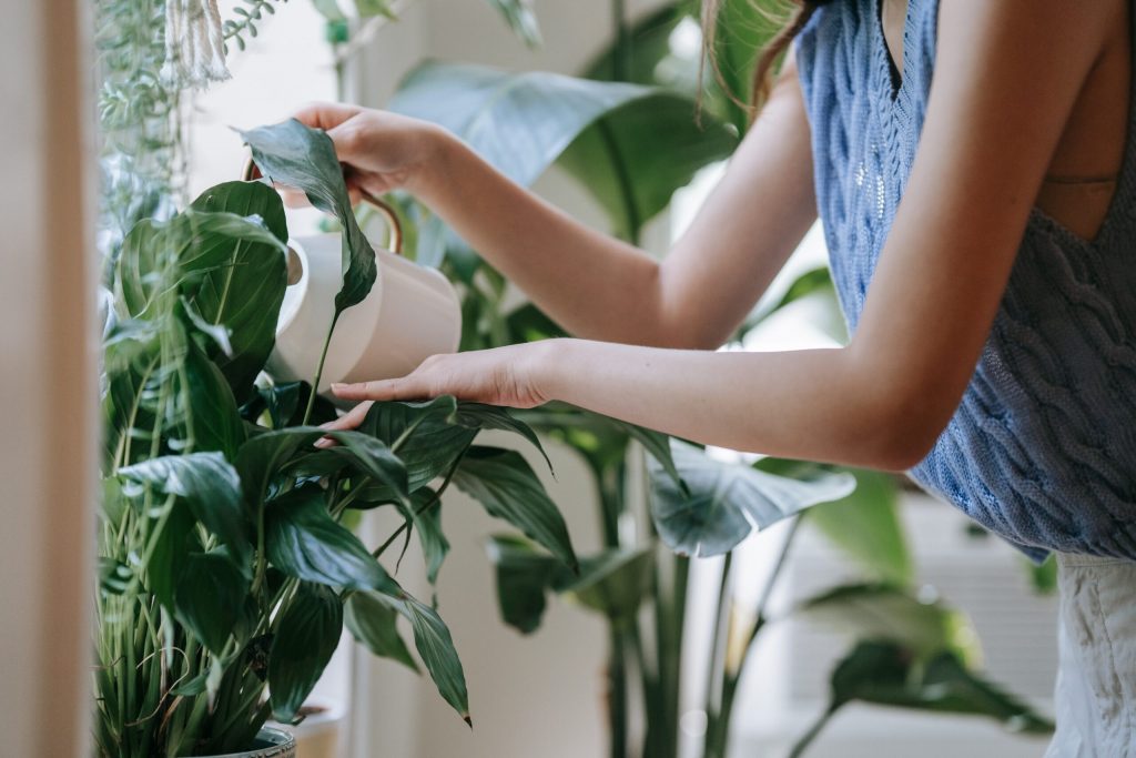 Here are some simple ways to keep houseplants healthy even in winter