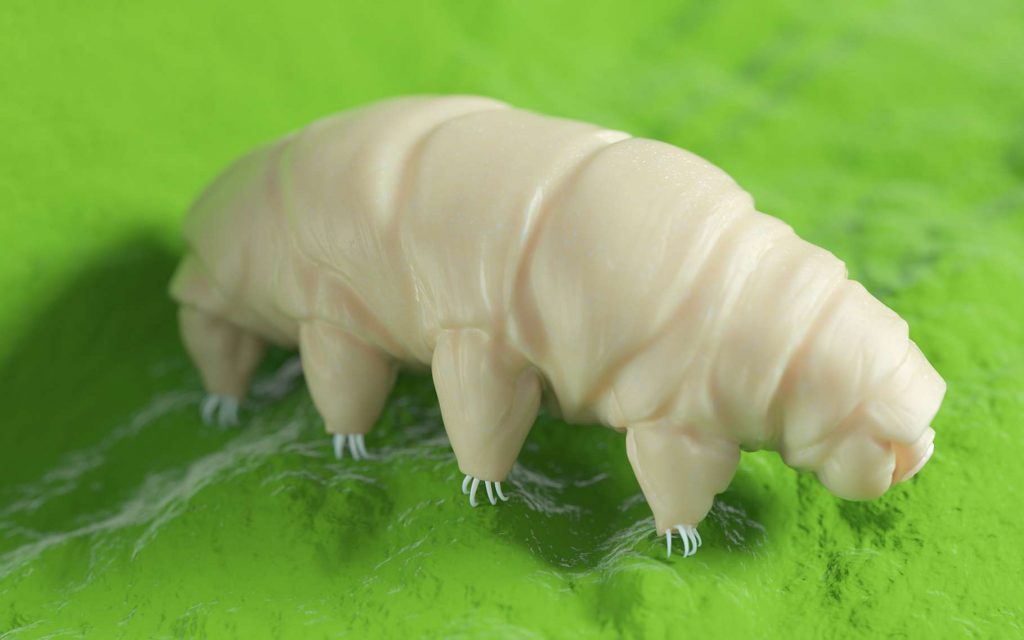 Cette illustration montre bien les pattes du tardigrade. Elles intriguent les chercheurs qui tentent de savoir pourquoi le petit « ourson d’eau » a développé une technique de marque qui ressemble à celle d’insectes bien plus gros que lui. © SciePro, Adobe Stock