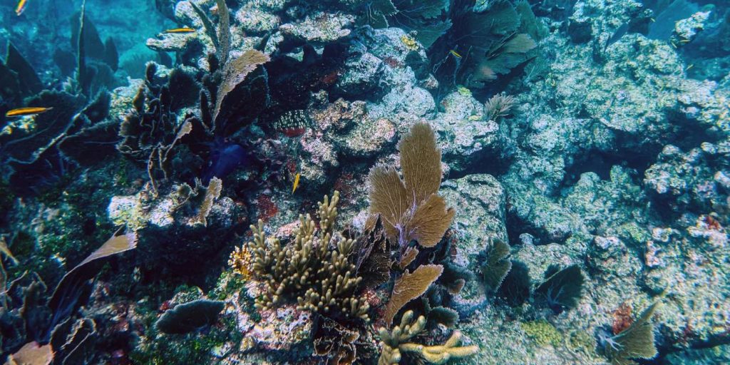 Coral reefs are declining rapidly almost everywhere in the world