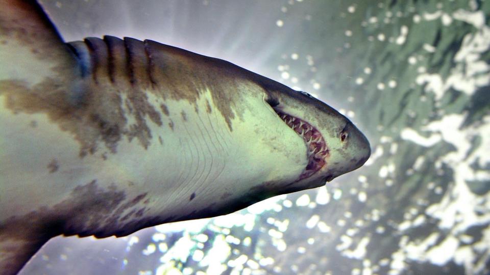 Here's why sharks attack surfers