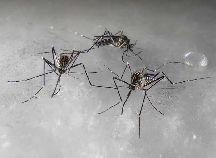 Cold-resistant Korean mosquito spreads in northern Italy - Biotech