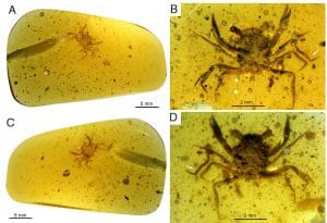Cretaceous crab 99 million years amber details