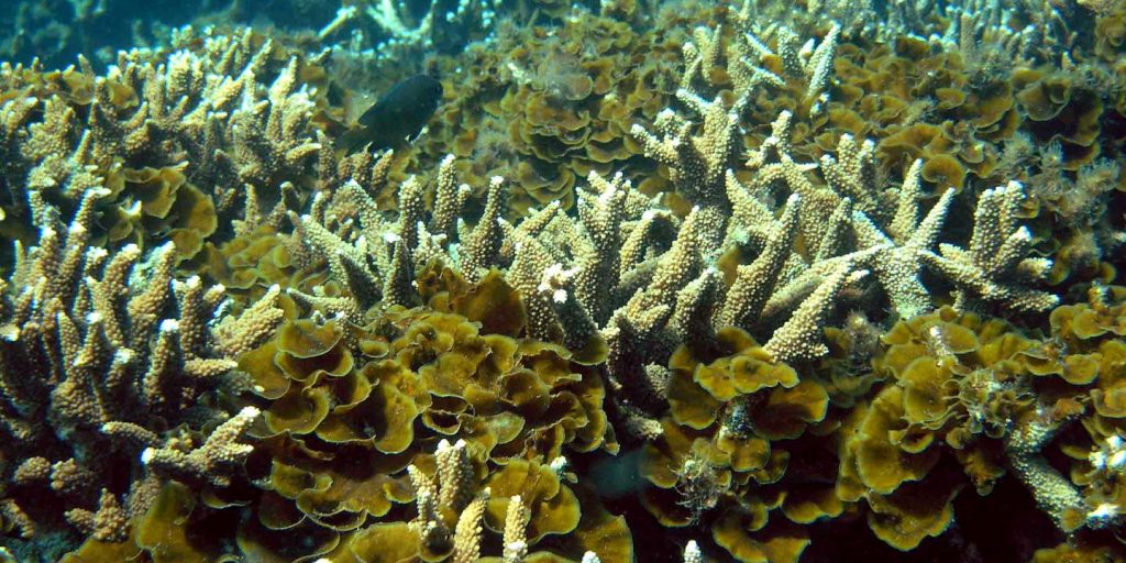 In Australia, bleaching reached 98% of the major barrier
