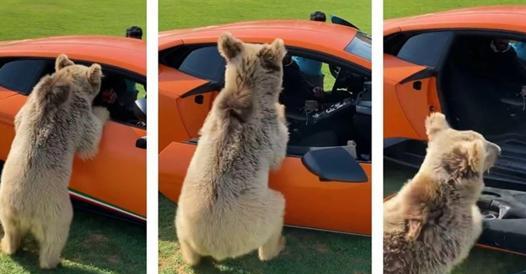 Shake's Bear Bear removes Lamborghini's door.  Video - Corriere.it
