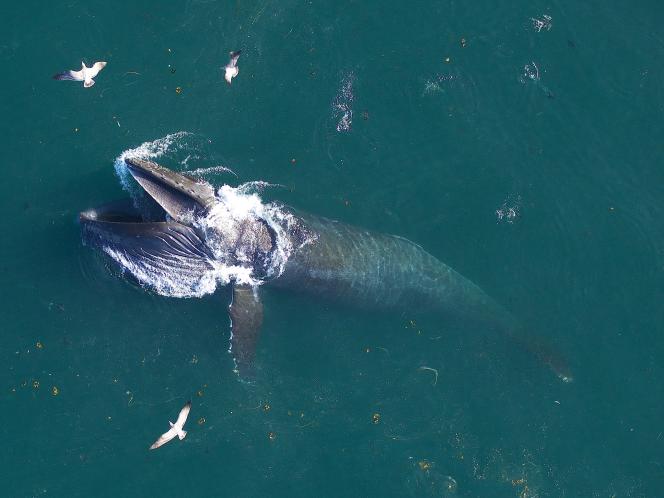 Humpback Whale, Outside of California.