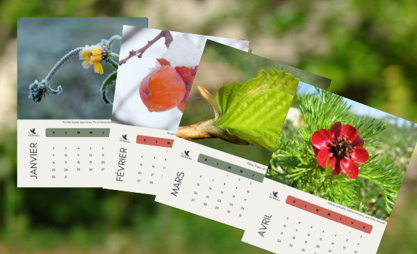 Tela Botanica - 2022 calendar and final extension that supports Tela Botanica