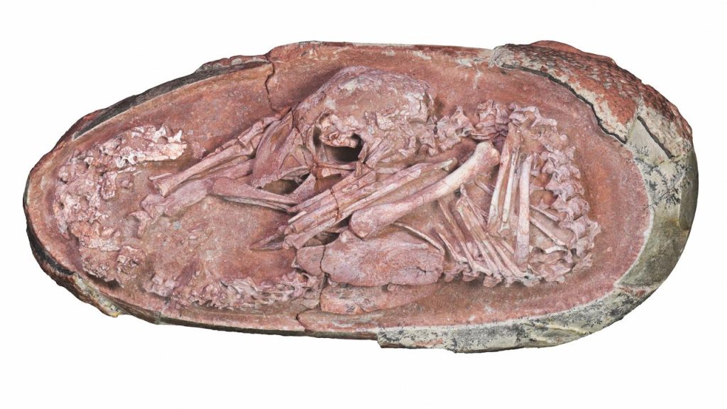 The hatching dinosaur embryo was discovered in China