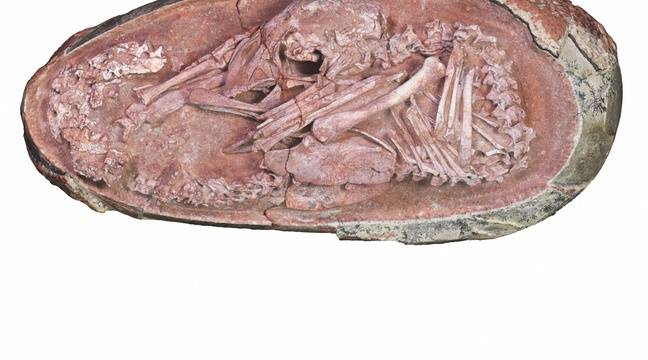 The perfect fossil dinosaur embryo has been discovered