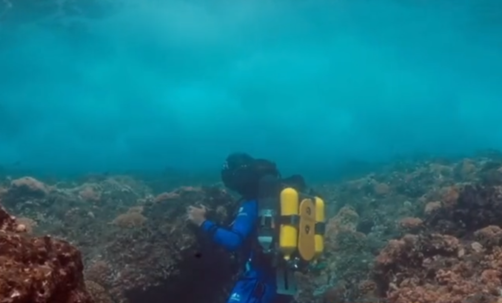 A large coral reef was discovered in Tahiti