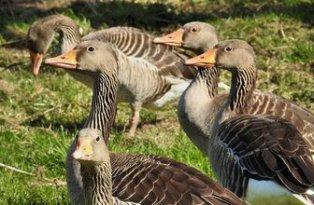 Announcements of bird flu in Charente