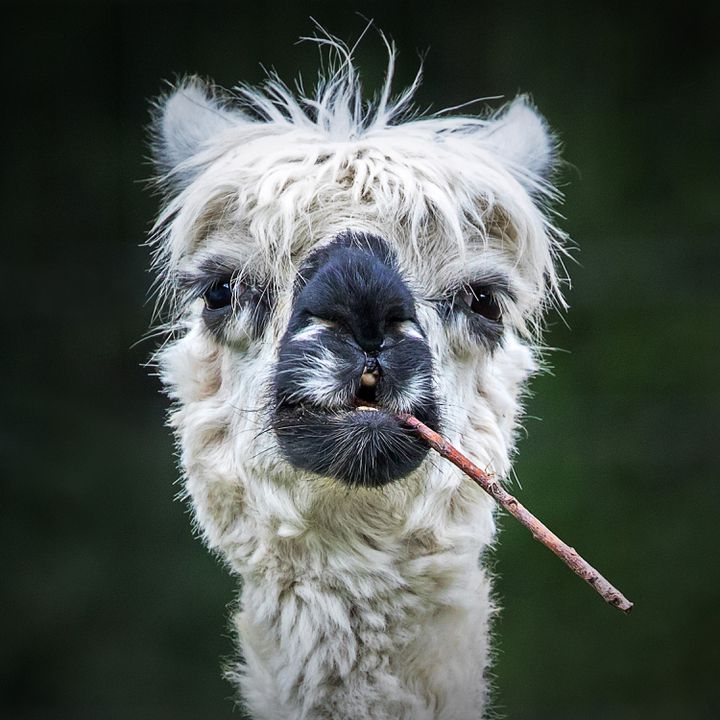 "Smoking Alpaca" (Smoking Alpaca) Stefan Brusius (Germany). "He looks like he's smoking a cigar".  (Stephen Brusius - Comedy Pet Photo Awards)