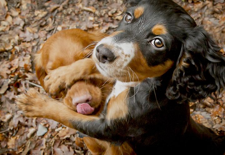 "Mine, not yours!" (Mine, not yours!) by Lucy Sellers-Duvall (UK). "During this photo shoot, Benjy was determined to get all the benefits, even if his older brother Doug stopped him." (Lucy Sellers-Duval - Comedy Pet Photography Awards)