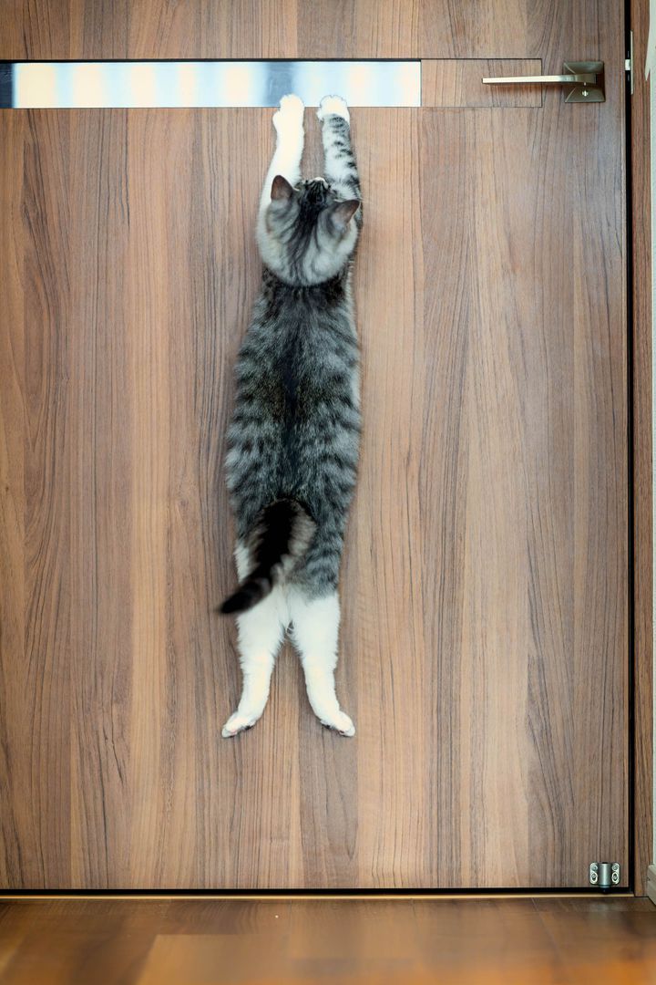 "Very pessimistic" (Too Desperate) by Kasutoshi Ono (Japan). "This is my adorable cat who was rescued by a local cat care center.  It is a door that opens onto a corridor.  Sometimes she jumps and hangs on it because she wants to get out more." (Kasutoshi Ono - Comedy Pet Photography Awards)