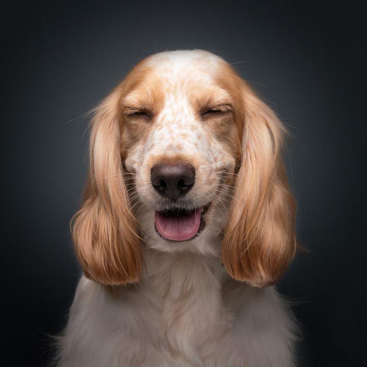 "Remember Mutili" By Bernard Sim (Japan). "Popcorn is a very shy dog ​​and stays away from the lens.  I had to shoot a lot to get some usable footage including the blooper." (Bernard Sim - Comedy Pet Photography Awards)