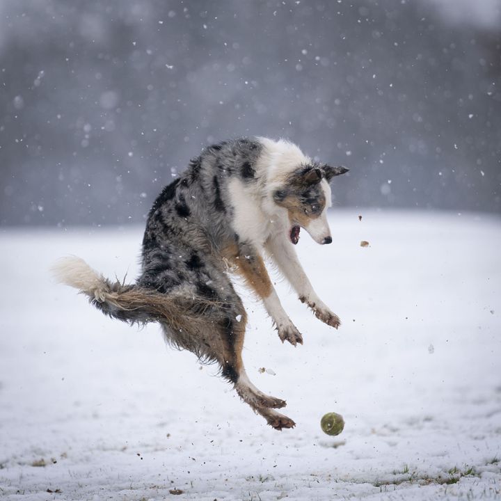 "Revenge of the tennis ball" (The Revenge of the Tennis Ball) Christopher Johnson (UK). "The star is playing in the snow and is surprised to find a tennis ball." (Christopher Johnson - Comedy Pet Photography Awards)