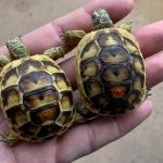 Choosing Between a Russian and a Greek Tortoise: What You Need to Know