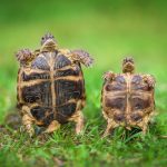 The Majestic Journey of the African Spurred Tortoise: A Guide to Care and Habitat